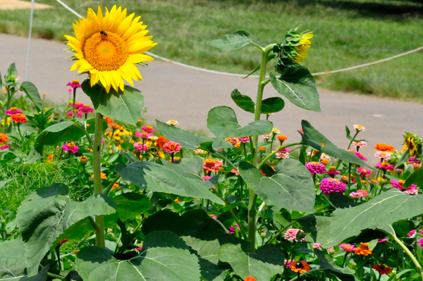 sunflower and other flowers